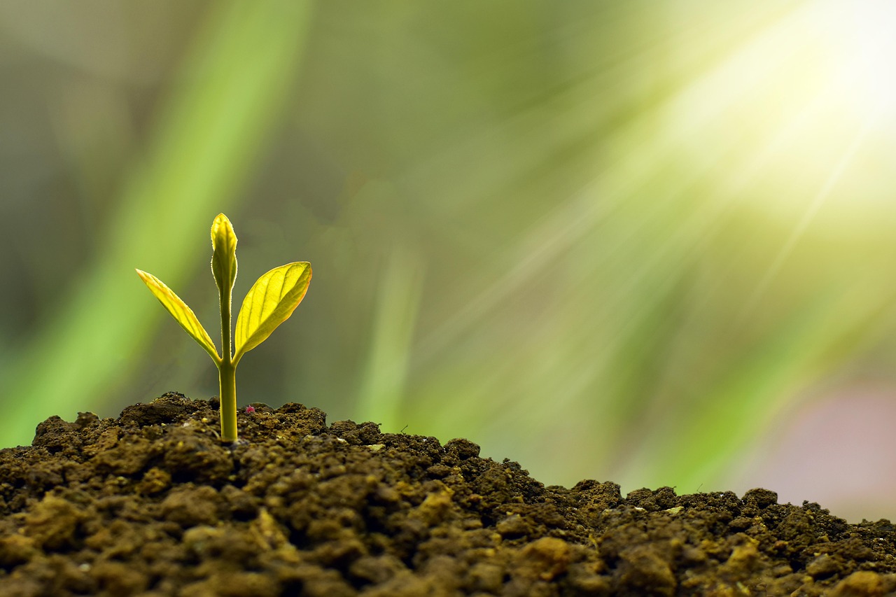 découvrez l'importance de la durabilité et comment adopter des pratiques écologiques pour préserver notre planète. explorez des conseils, des initiatives et des innovations qui favorisent un développement durable et responsable.