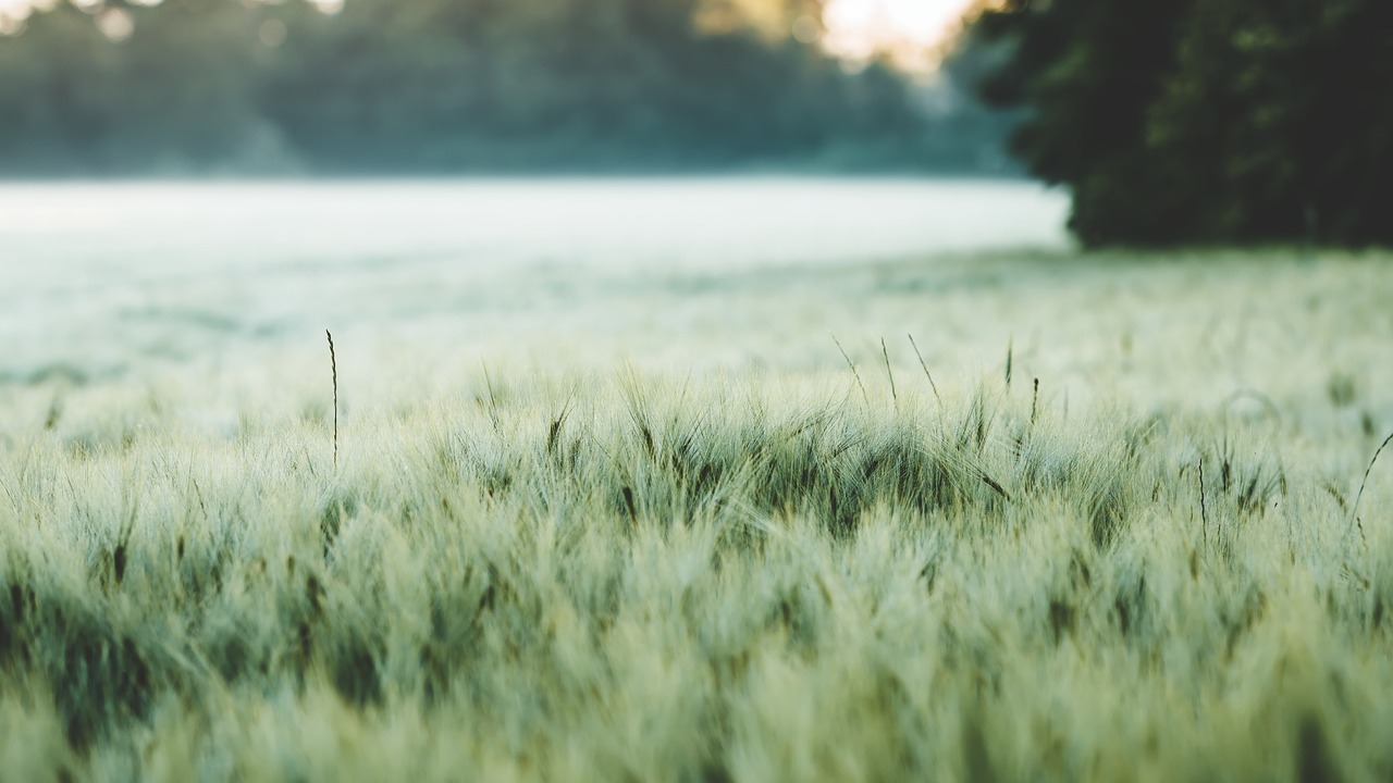 découvrez le monde de l'agriculture, ses pratiques durables, ses innovations technologiques et son impact sur l'environnement et l'économie. apprenez comment l'agriculture moderne façonne notre avenir alimentaire.