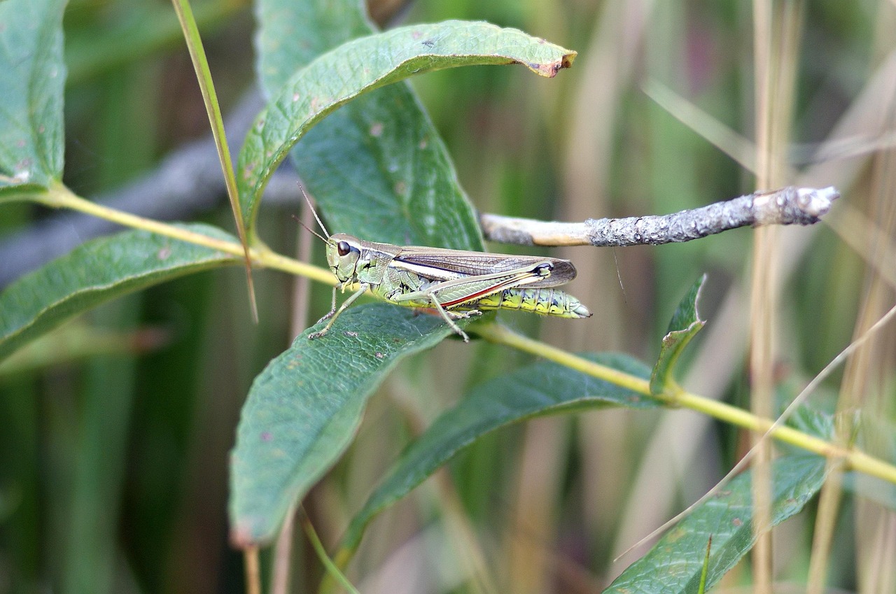 découvrez l'importance des tourbières, ces écosystèmes uniques qui jouent un rôle crucial dans la conservation de la biodiversité et la régulation du climat.