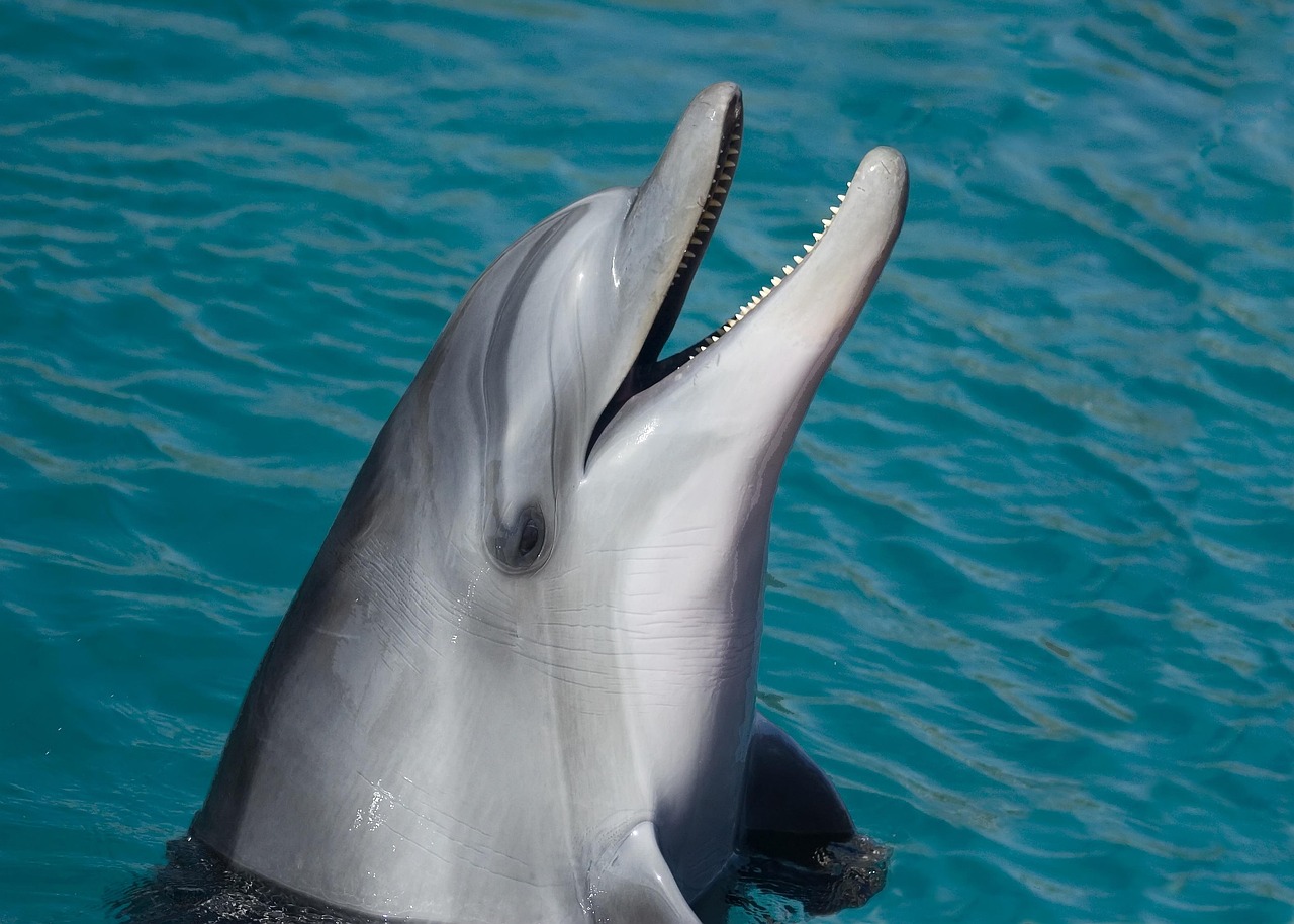 découvrez les merveilles des océans, leurs écosystèmes fascinants, la biodiversité marine et leur rôle vital pour la planète.