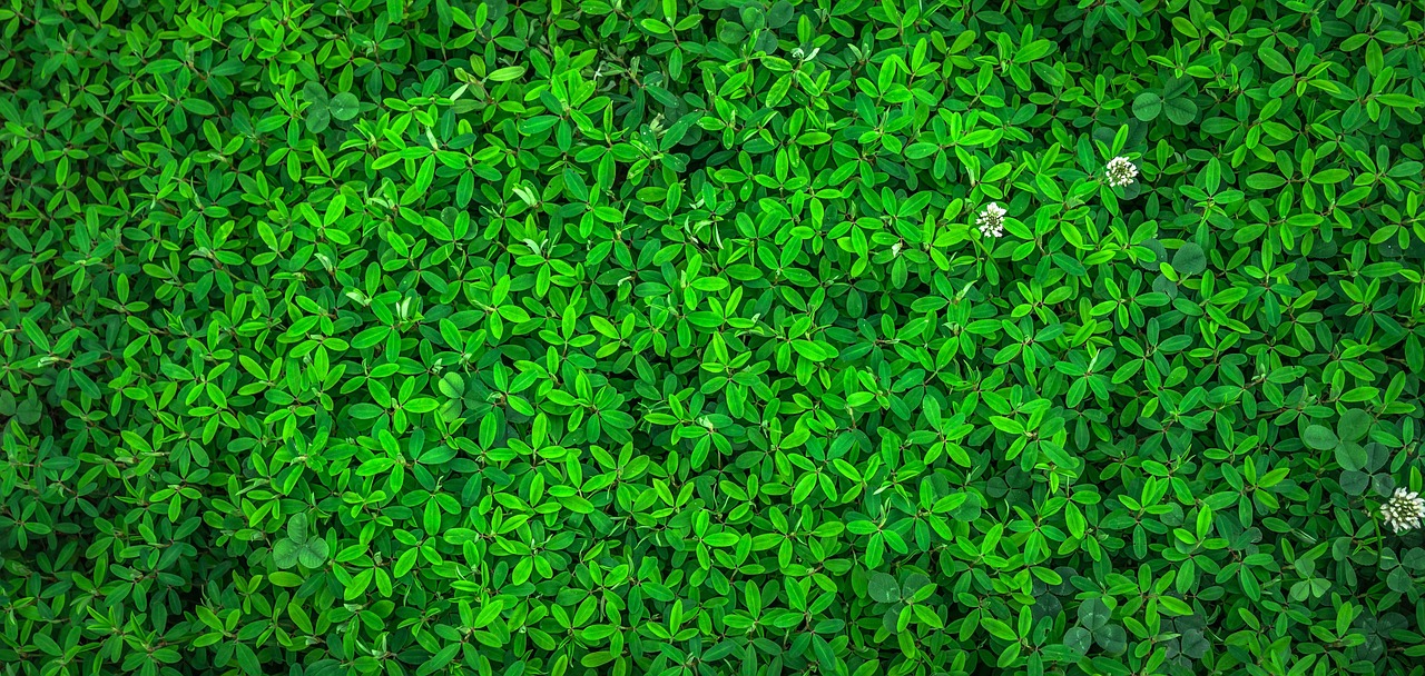 découvrez nos produits de nettoyage écologiques, efficaces et respectueux de l'environnement pour une maison propre et saine.