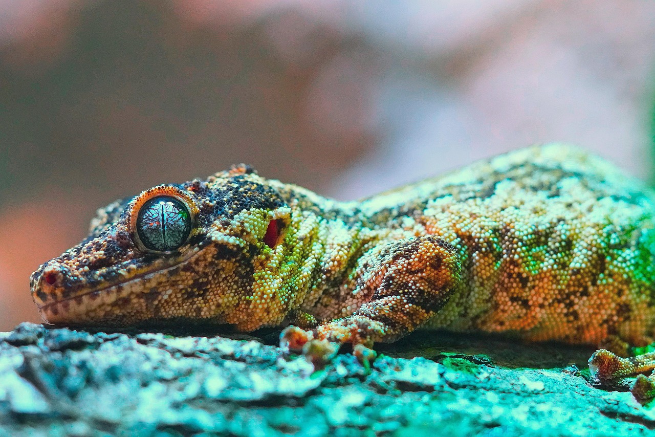 découvrez l'importance de la biodiversité pour notre planète, les menaces qui pèsent sur elle et les actions à entreprendre pour préserver notre écosystème. plongez dans le monde fascinant des espèces et leur rôle crucial dans notre environnement.