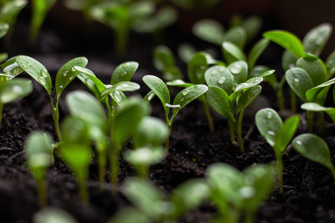 découvrez l'agriculture durable, une approche innovante qui préserve les ressources naturelles tout en assurant une production alimentaire responsable et respectueuse de l'environnement. apprenez les pratiques écologiques, les techniques innovantes et les bénéfices d'une agriculture qui soutient notre planète et les générations futures.