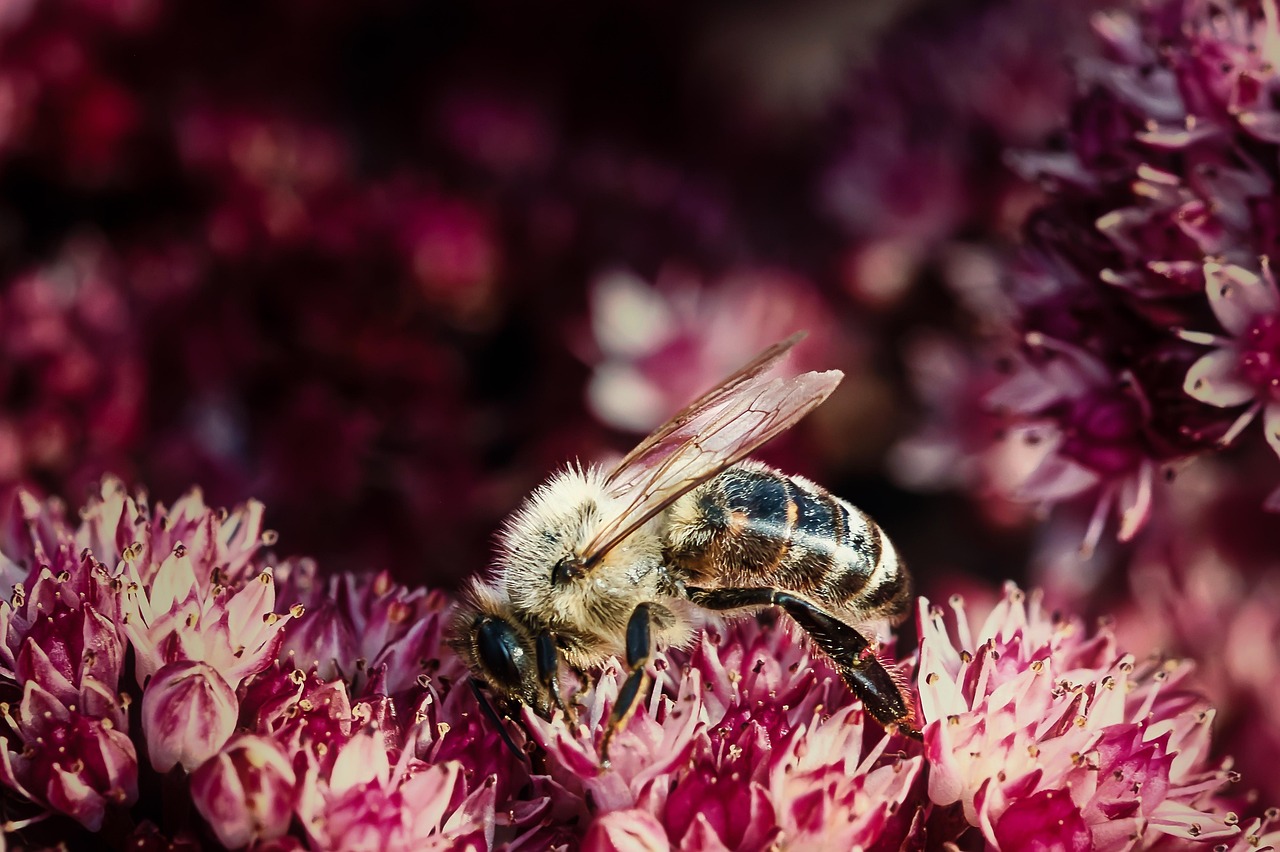 découvrez l'importance de la biodiversité pour notre planète. explorez les différents écosystèmes, la variété des espèces et leur rôle crucial dans le maintien de l'équilibre écologique. apprenez comment protéger et préserver la biodiversité pour les générations futures.