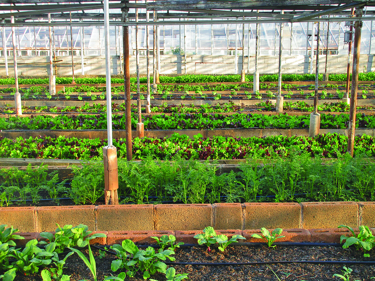 découvrez les techniques de jardinage en permaculture urbaine pour cultiver un espace durable, productif et écologique même en ville.
