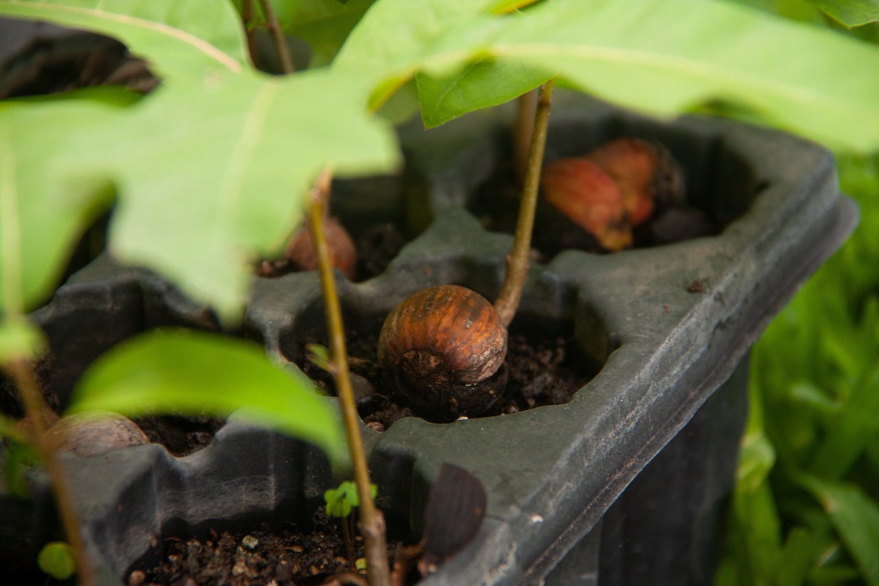 découvrez les initiatives de reforestation qui restaurent notre planète. apprenez comment planter des arbres contribue à la biodiversité, lutte contre le changement climatique et améliore la qualité de l'air. engagez-vous pour un avenir durable et légalisez votre impact positif sur l'environnement.