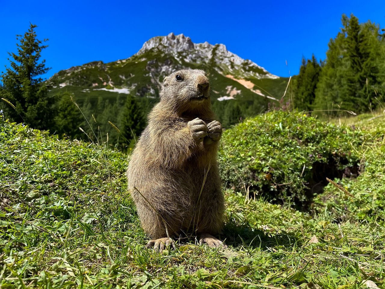 découvrez l'importance de la biodiversité, une richesse essentielle pour la planète. explorez les interactions entre les espèces, les menaces qui pèsent sur notre écosystème et les actions à entreprendre pour préserver notre environnement naturel.