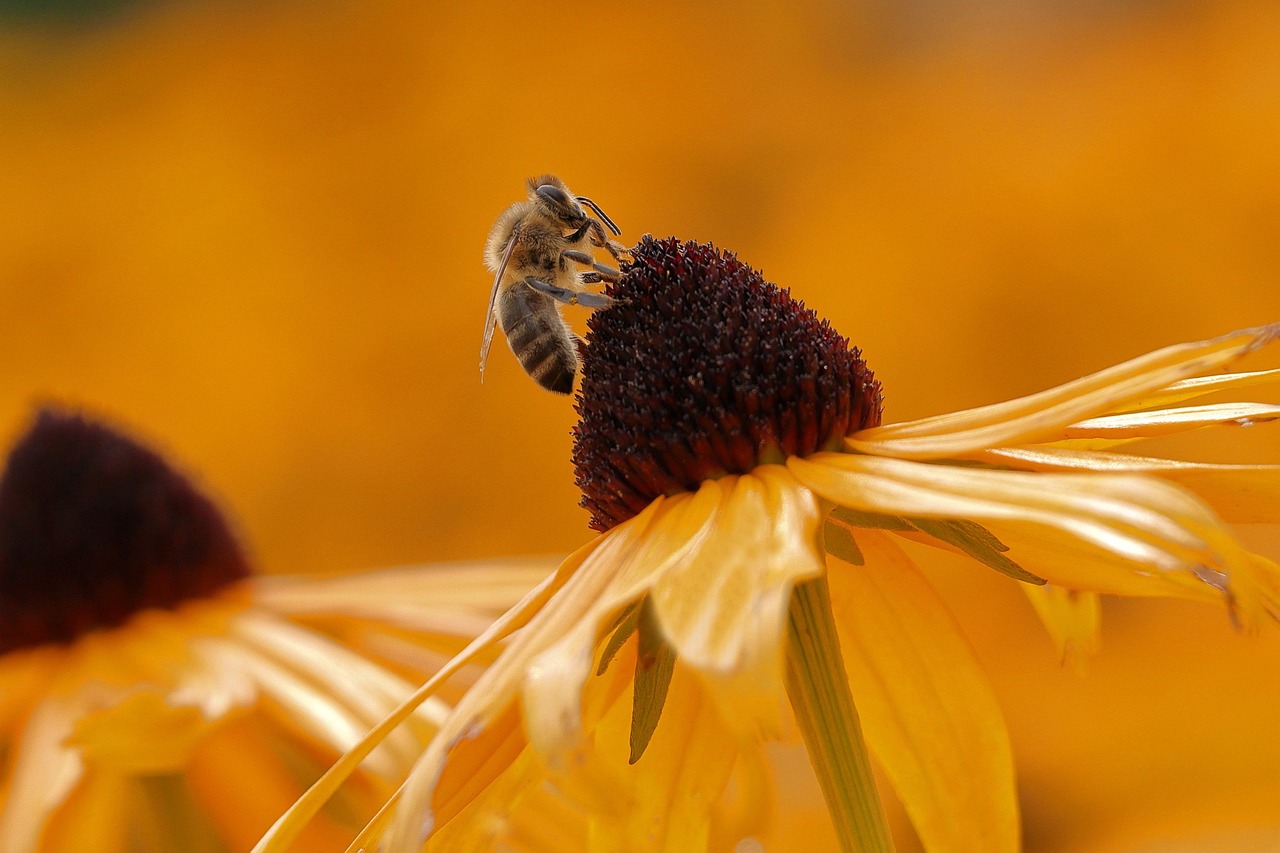 découvrez l'importance de la biodiversité dans les jardins et comment favoriser un écosystème sain et équilibré chez vous.