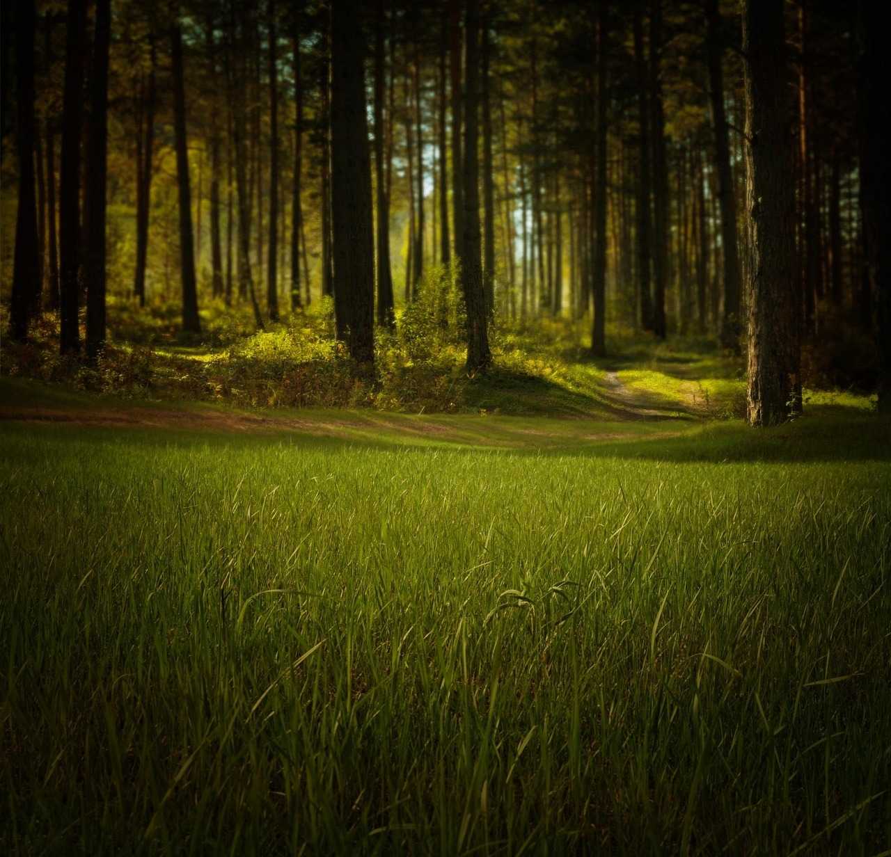 découvrez l'importance de l'environnement et comment protéger notre planète pour un avenir durable.
