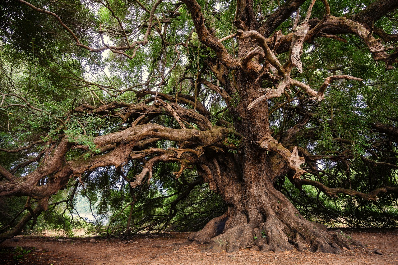 découvrez l'importance de la protection des forêts anciennes pour préserver la biodiversité, lutter contre le changement climatique et garantir un écosystème durable.