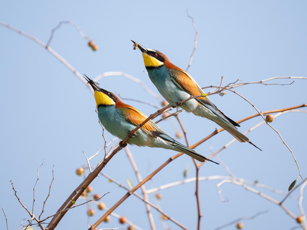 découvrez l'univers fascinant des écosystèmes, où la biodiversité et les interactions entre les organismes créent des environnements uniques et essentiels à la vie sur terre. explorez l'importance de leur préservation et les défis auxquels ils font face.