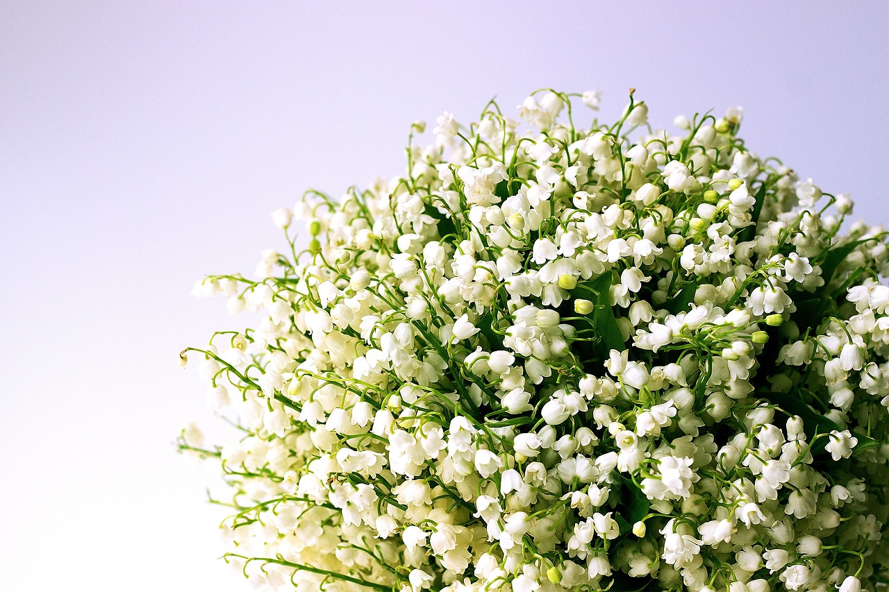découvrez tout sur le muguet, une fleur délicate et symbolique du printemps, connue pour son parfum doux et son charme intemporel.