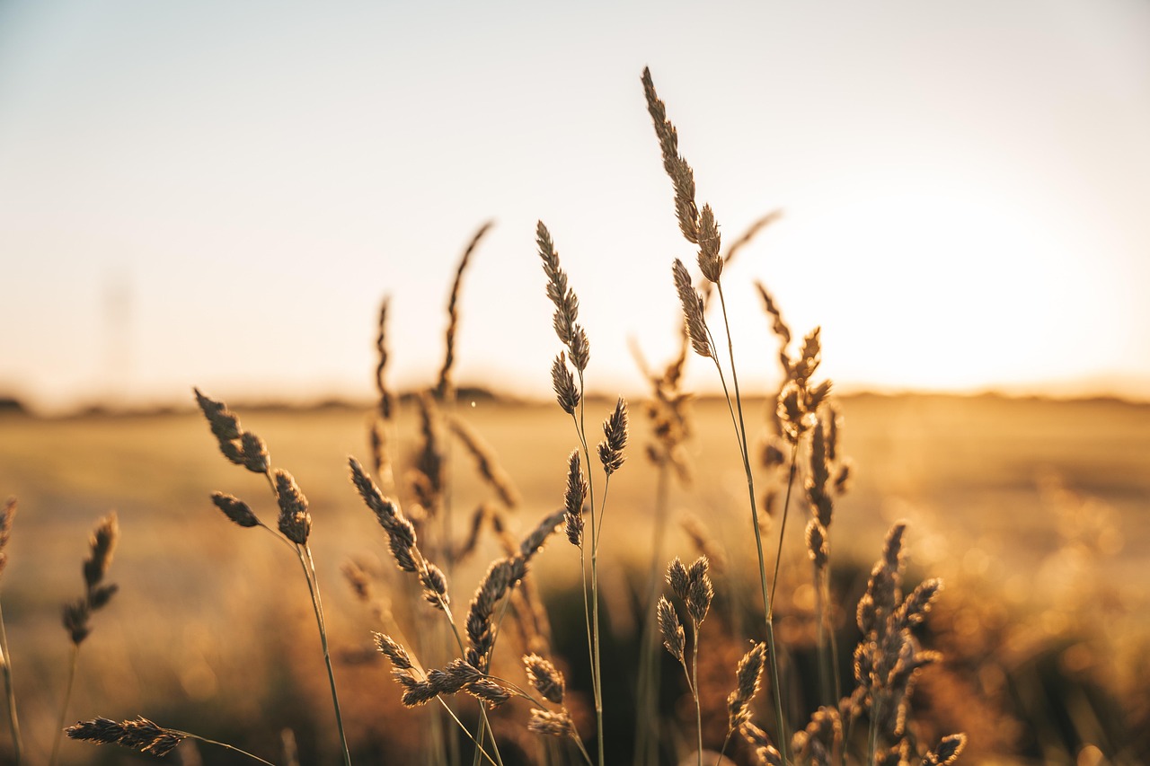 découvrez l'agriculture à faible émission de carbone, une approche durable visant à réduire l'empreinte écologique tout en préservant la productivité des cultures et la santé des sols.