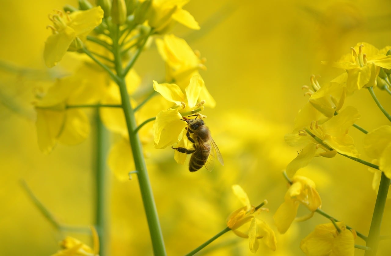 découvrez l'élevage d'insectes, une solution durable et innovante pour la production alimentaire et animale, respectueuse de l'environnement.