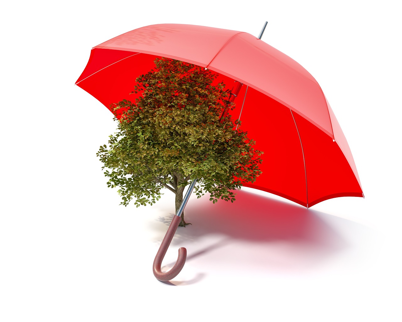 découvrez l'importance de la reforestation pour la planète. apprenez comment cette pratique contribue à restaurer les écosystèmes, lutter contre le changement climatique et préserver la biodiversité. rejoignez le mouvement pour un avenir plus vert !