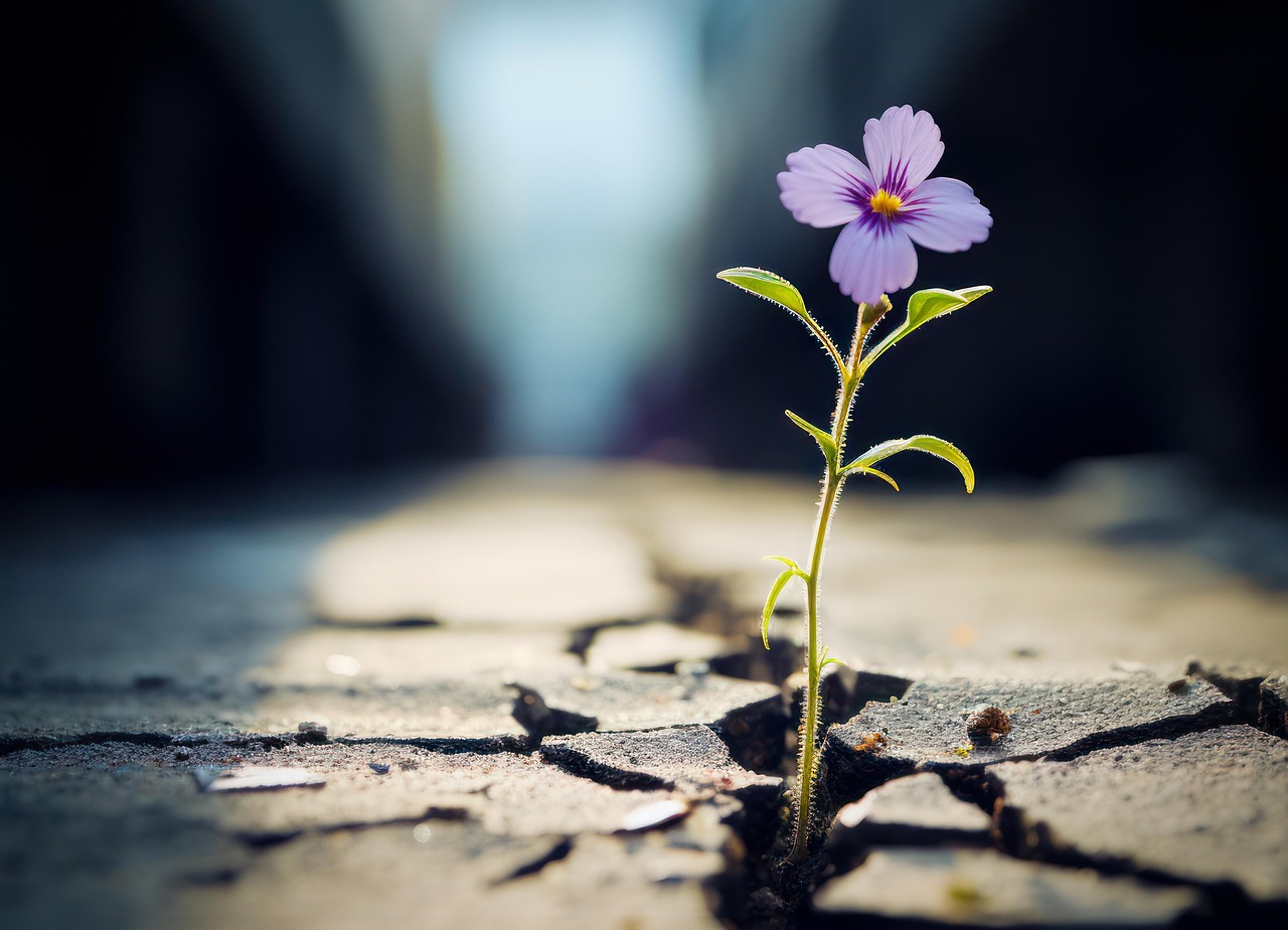 découvrez le concept de résilience : comment surmonter les obstacles, s'adapter aux changements et renforcer votre capacité à faire face aux défis de la vie. apprenez à développer votre force intérieure et à transformer les épreuves en opportunités.