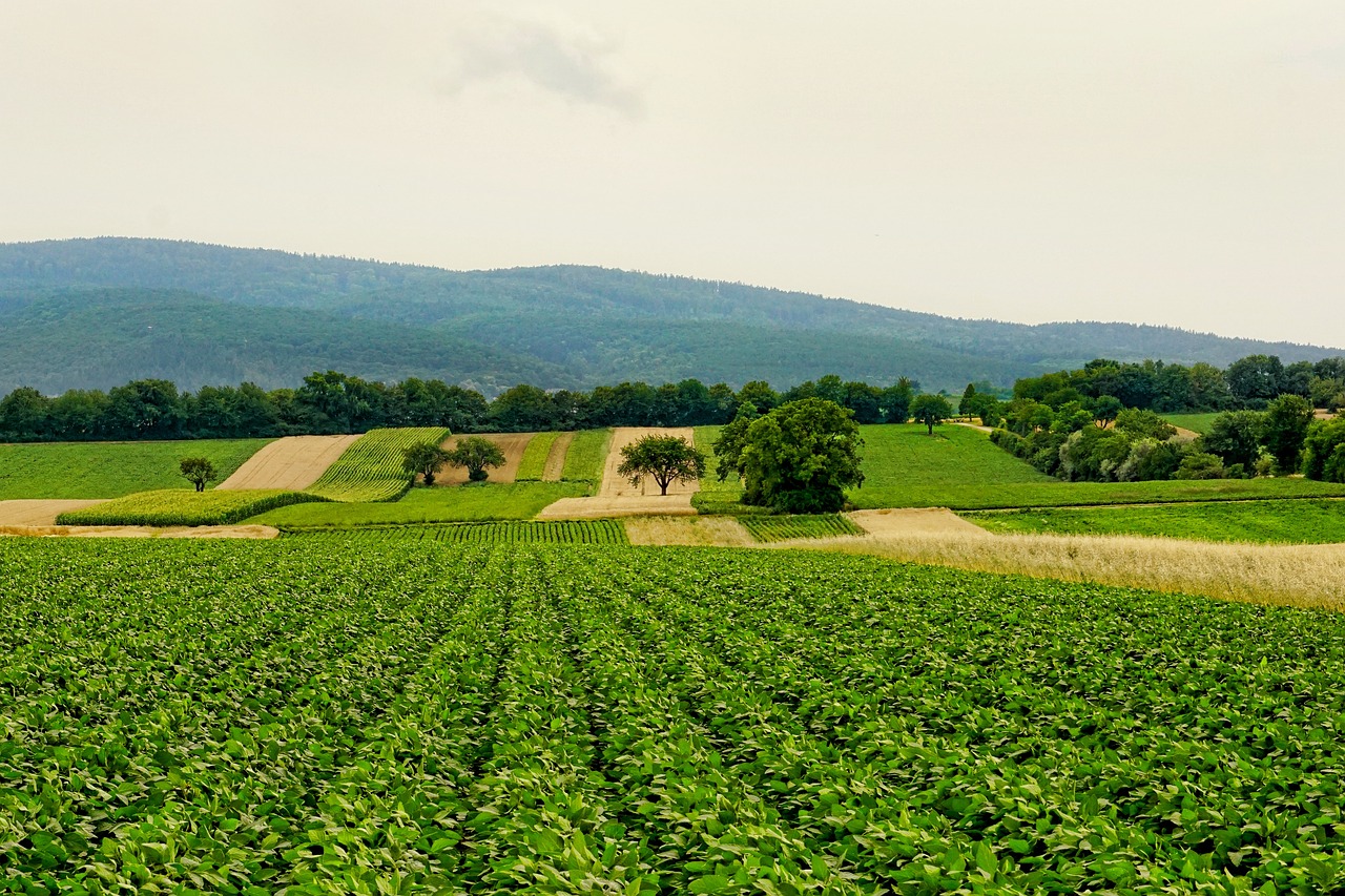 découvrez les principes de l'agriculture durable, une approche innovante visant à préserver l'environnement tout en garantissant des récoltes abondantes. apprenez comment adopter des pratiques respectueuses de la nature pour un avenir alimentaire responsable.