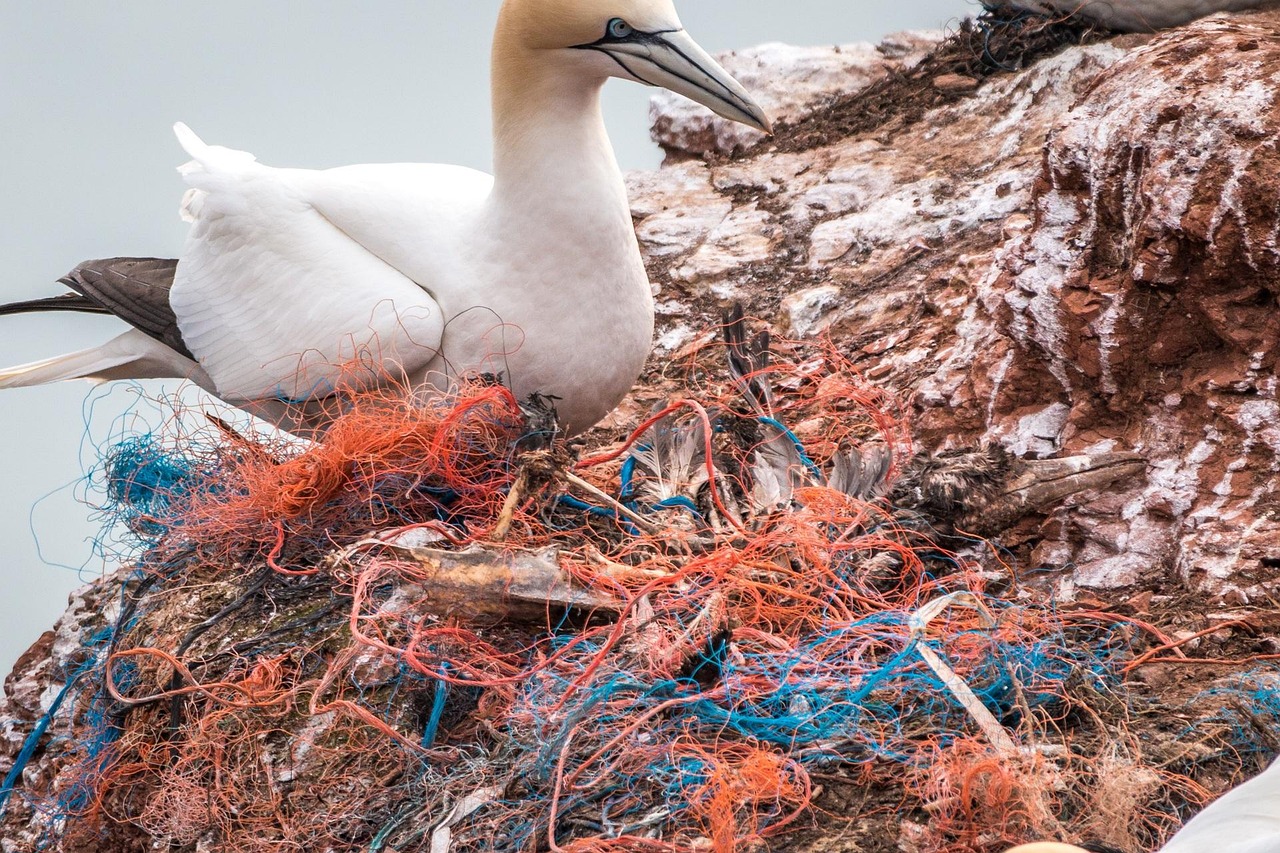 Pollution plastique : comprendre l’impact sur notre environnement