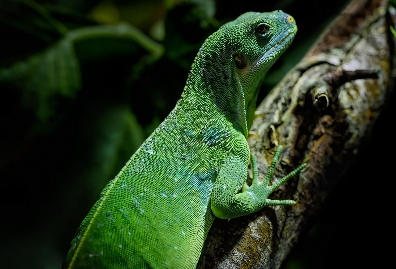 Les forêts tropicales d’Australie : un acteur préoccupant dans le bilan carbone mondial en 2023