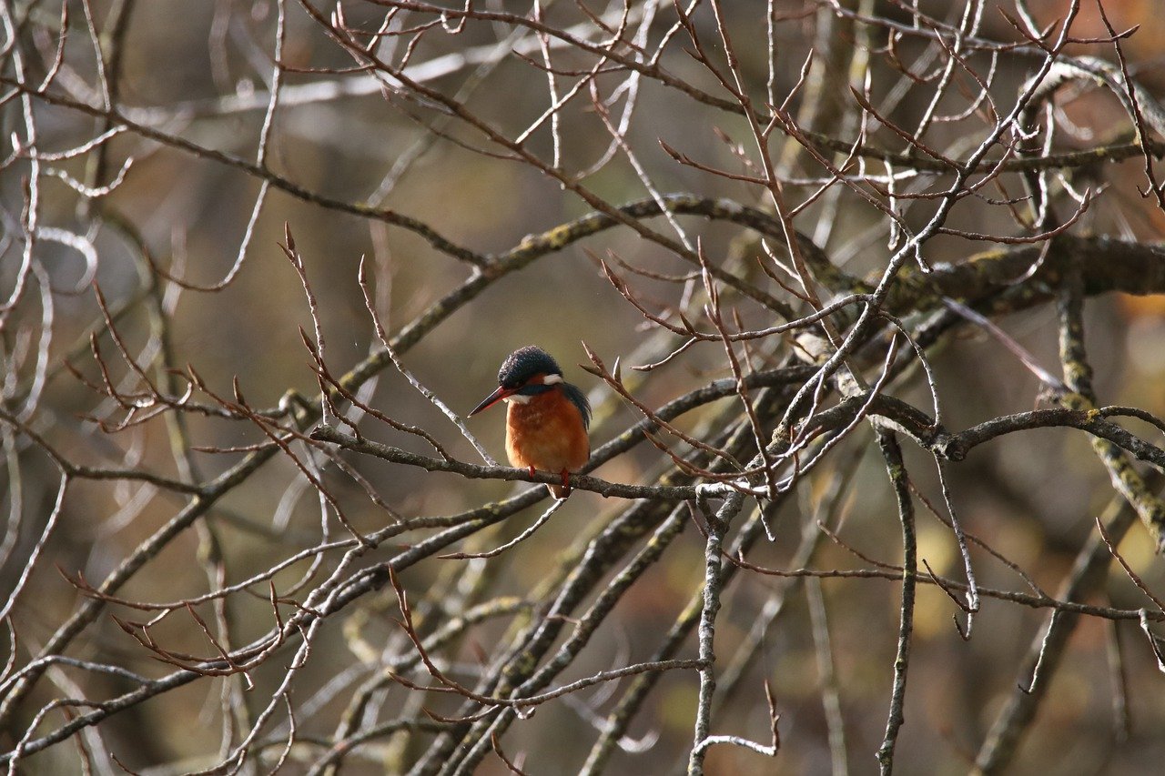 Protection de la faune : enjeux et solutions pour la biodiversité