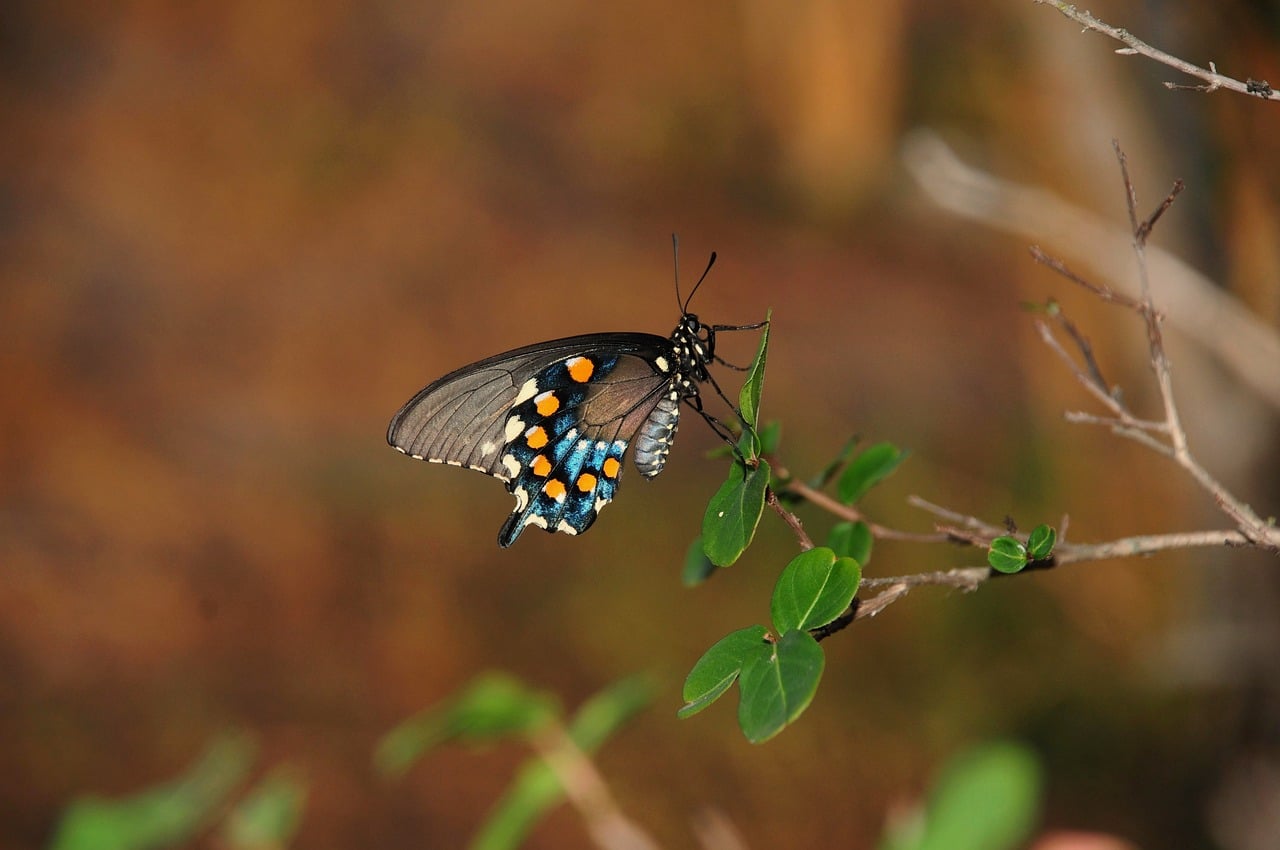 Biodiversité jardin : comment favoriser la vie et la diversité des espèces chez vous ?