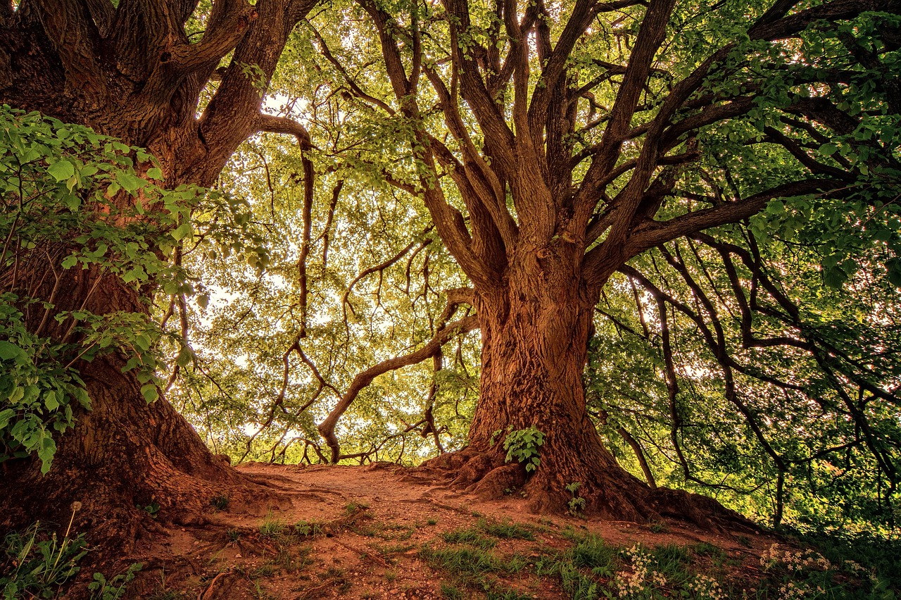 Protéger les forêts anciennes : un défi mondial du Brésil à l’Indonésie aux progrès disparates