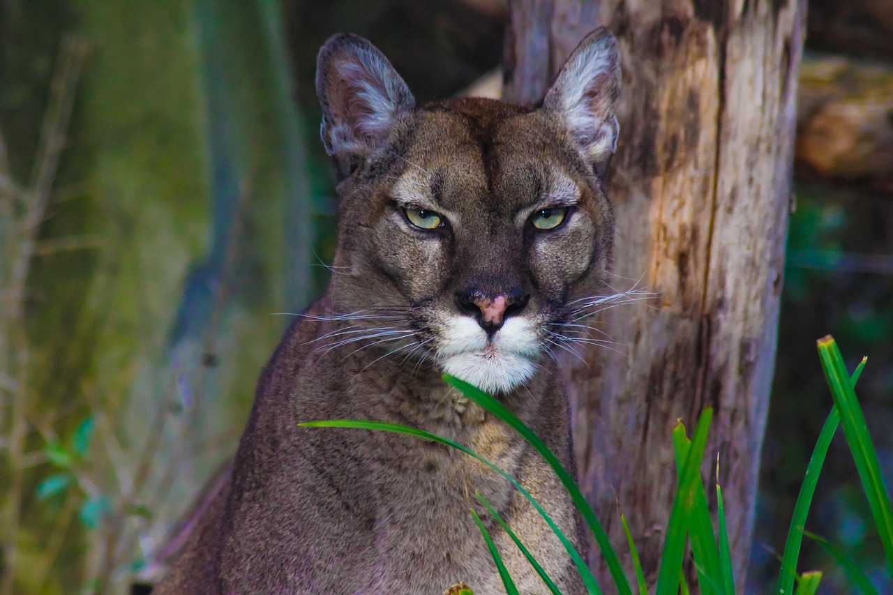 Puma plébiscitée comme premier choix malgré les mises en garde de Berenberg sur les risques du secteur