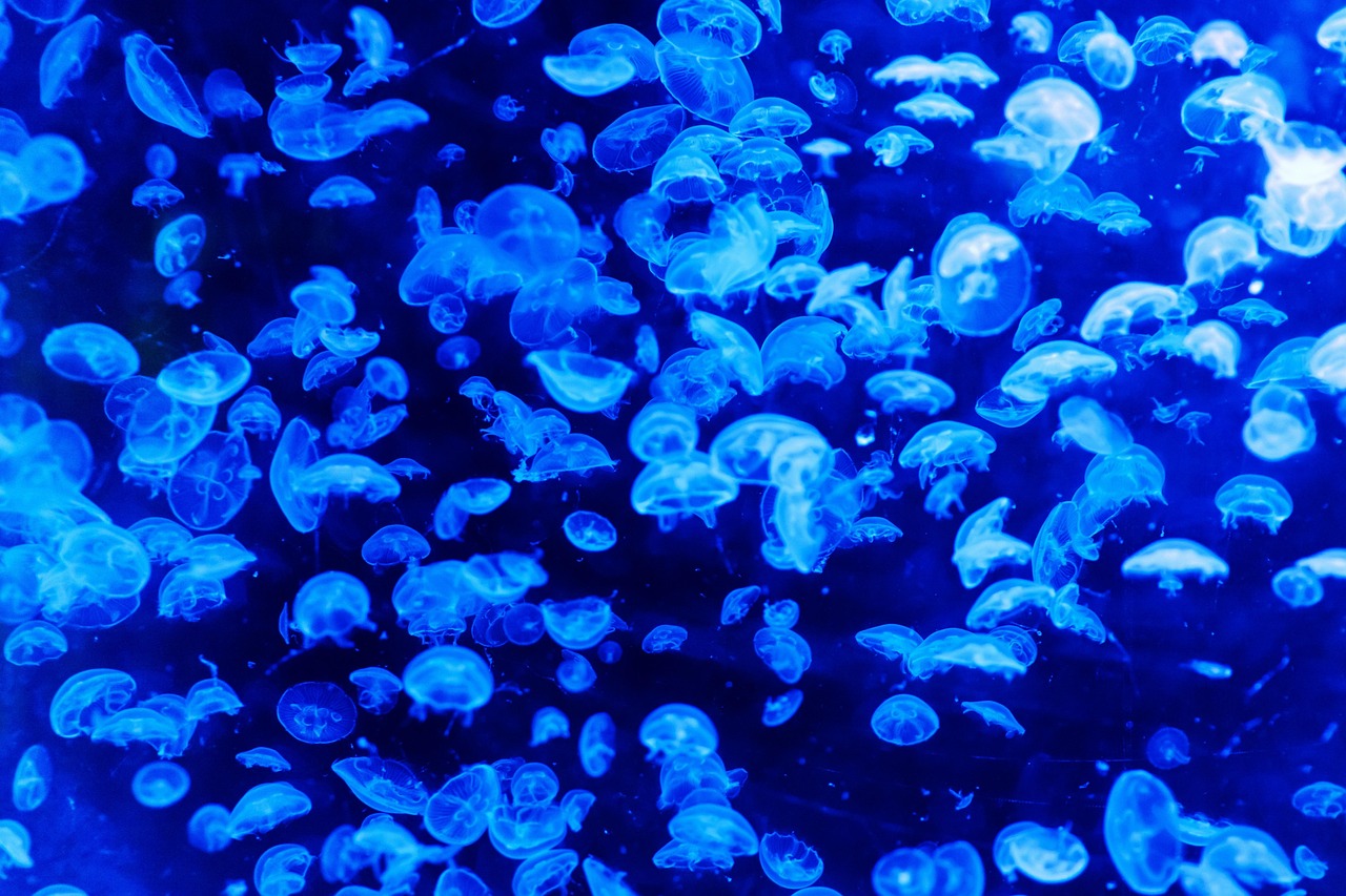 Les océans frôlent des températures records, avant même le retour anticipé d’El Niño
