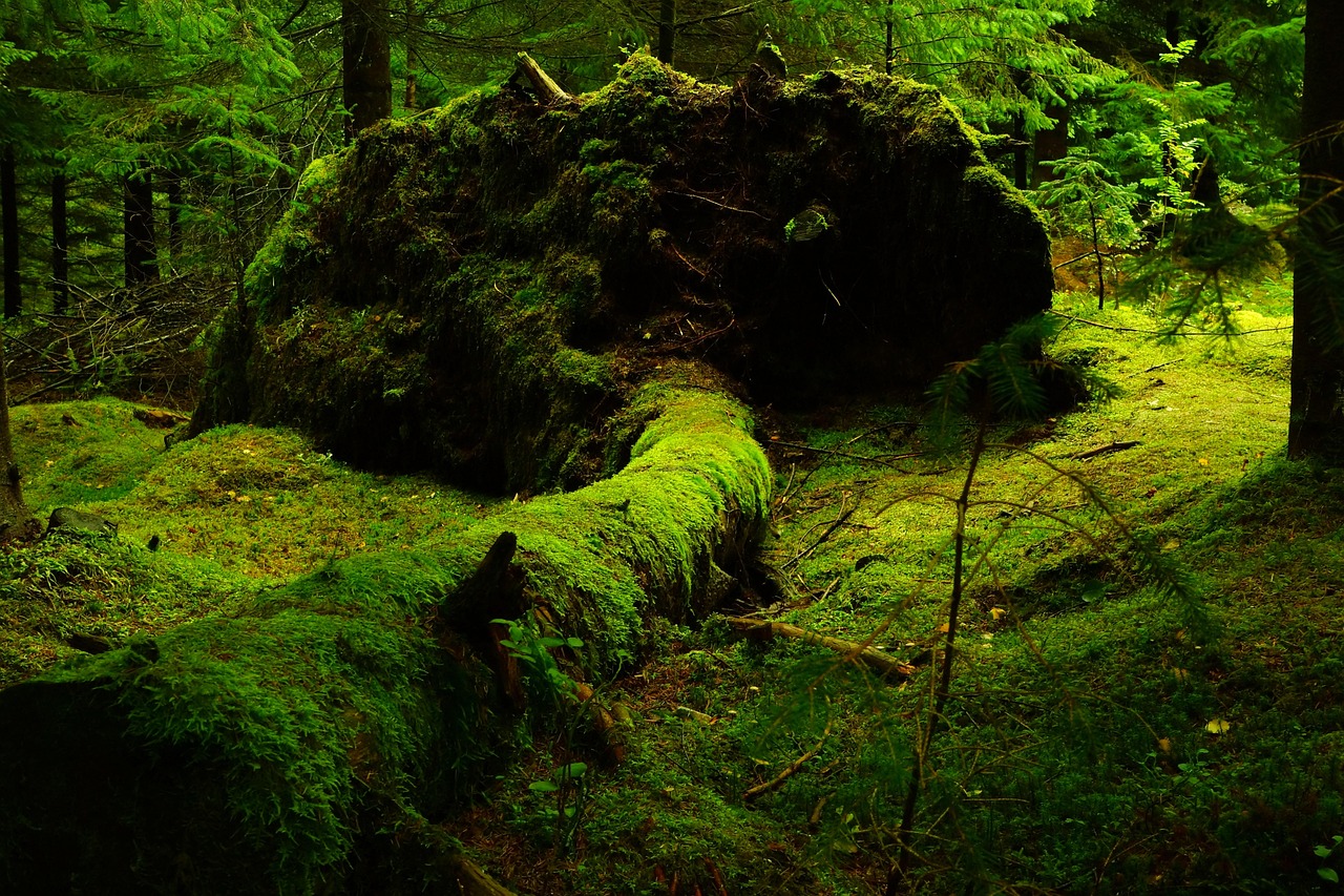 Comment Opter pour un Forfait Mobile Respectueux de l’Environnement ?