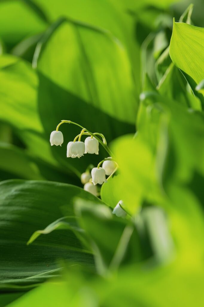 découvrez le muguet, une fleur délicate symbole de bonheur et de renouveau, parfaite pour embellir vos jardins et célébrer le printemps.