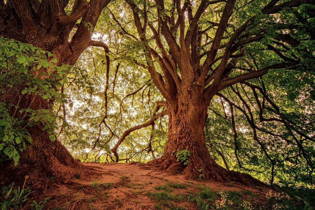 découvrez l'importance de la protection des forêts anciennes pour préserver la biodiversité, lutter contre le changement climatique et maintenir les écosystèmes essentiels.