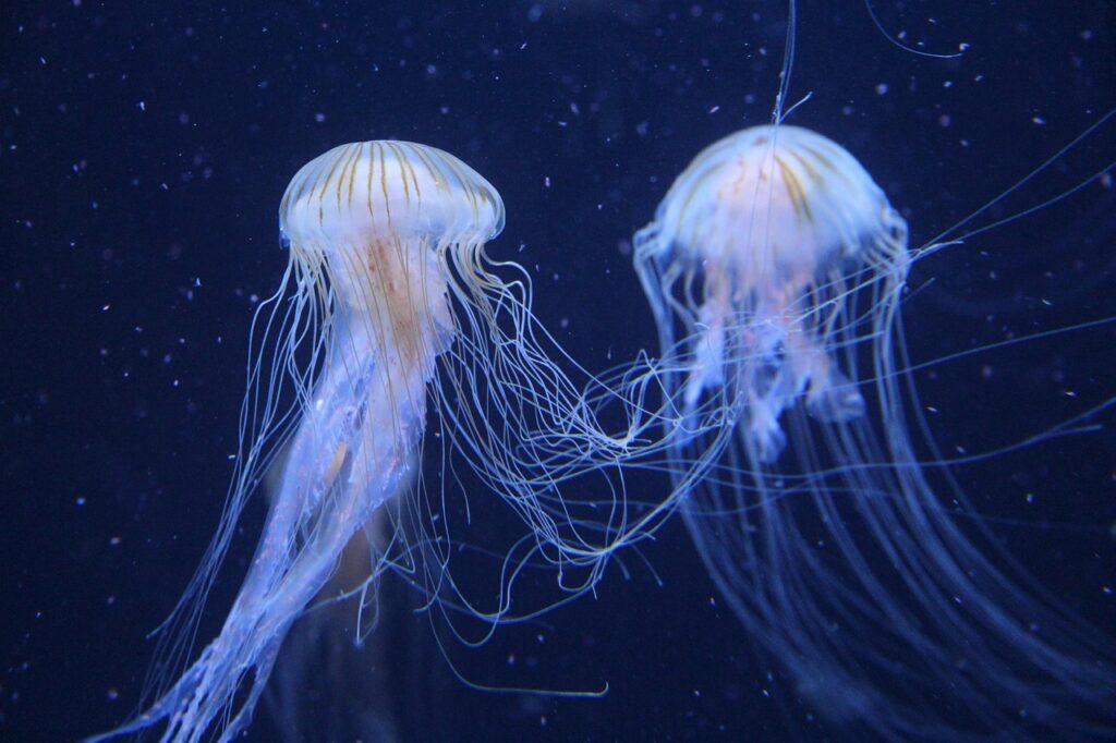 découvrez la beauté et la diversité des océans, des écosystèmes marins fascinants aux vastes étendues d'eau qui couvrent notre planète.
