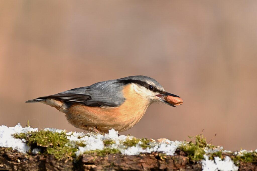 découvrez l'importance des tourbières, ces écosystèmes uniques qui stockent le carbone, abritent une biodiversité riche et jouent un rôle crucial dans la régulation climatique.